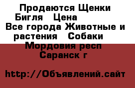 Продаются Щенки Бигля › Цена ­ 35 000 - Все города Животные и растения » Собаки   . Мордовия респ.,Саранск г.